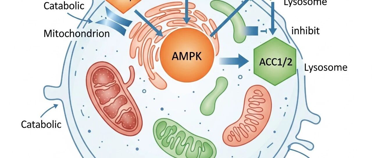 Gemini&apos;s NanoBanana Image Generation Mode Arrives: Outperforms GPT-5 for Scientific Mechanism Diagrams